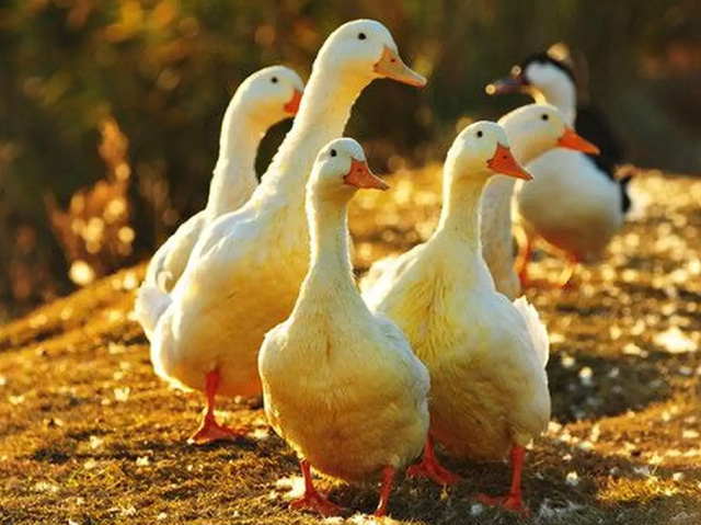 肉鴨屠宰污水處理